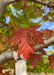 Closeup of a deeply lobed, sharply pointed red fall leaf with red veins.