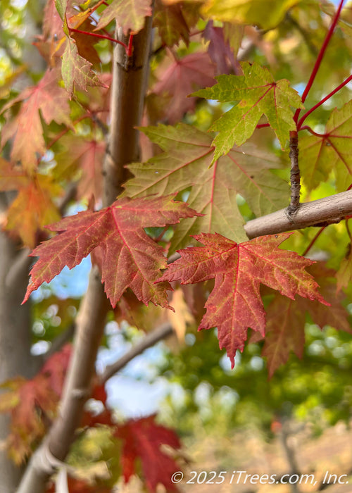 Closeup of late summer green leaves with red veins and stems, turning a red fall color