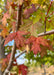 Closeup of late summer green leaves with red veins and stems, turning a red fall color