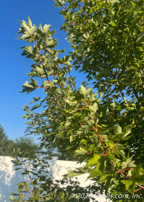 Closeup of a branch of green leaves with a bright blue sky in the background.