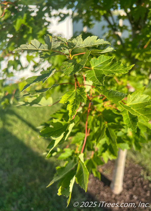 Closeup of Redpointe Red Maple's green sharply pointed leaves with red stems.