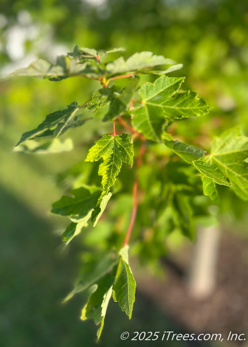Closeup of sharply pointed green maple leaves with red stems.