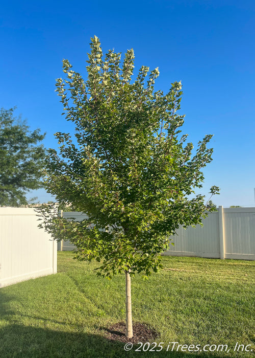 Redpointe Red Maple in summer with a dense canopy of green leaves.