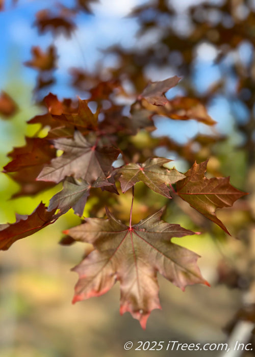 Closeup of 5 lobed, tri-pointed leaves with a bronze purple color, transitioning to red on the tips for fall.