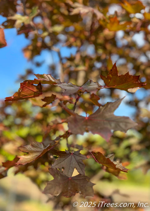 Closeup of bronze purple leaves transitioning to red fall color in the tips.