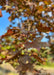 Closeup of bronze purple leaves transitioning to red fall color in the tips.