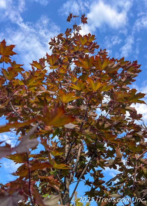 View looking up at the tree's canopy top showing underside of leaves with their bronze purple color in late summer, with a bright blue cloudy sky in the background.