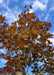 View looking up at the tree's canopy top showing underside of leaves with their bronze purple color in late summer, with a bright blue cloudy sky in the background.