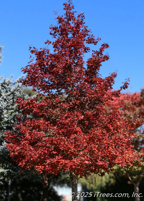 A maturing Crimson Sunset Maple in fall with vibrant red fall color with a clear blue sky in the background.