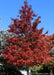 A maturing Crimson Sunset Maple in fall with vibrant red fall color with a clear blue sky in the background.