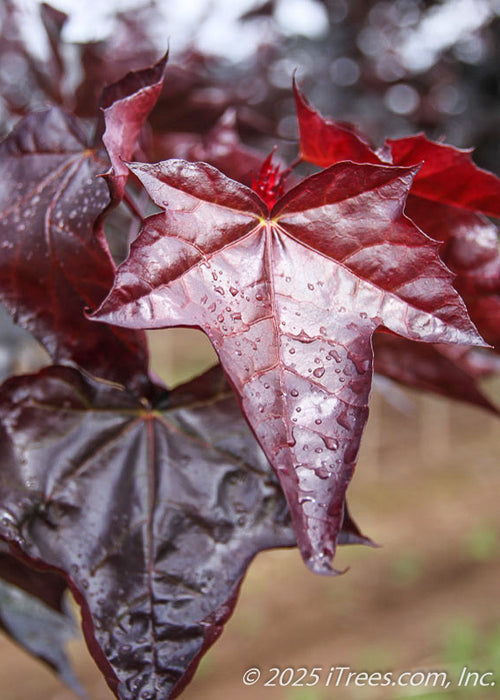 Closeup of shiny deep purple leaves transitioning to bold red fall color.