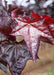 Closeup of shiny deep purple leaves transitioning to bold red fall color.