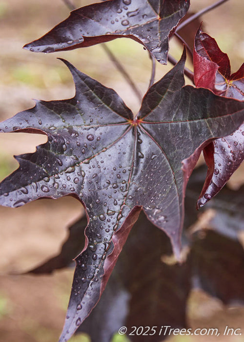 Closeup of deep purple shiny leaves with raindrops on the edges.