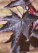 Closeup of deep purple shiny leaves with raindrops on the edges.