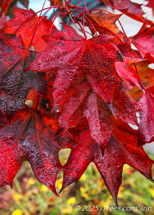 Crimson Sunset Maple leaves in autumn with brilliant bold red fall color, with morning dewdrops coating the leaves.