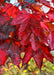 Crimson Sunset Maple leaves in autumn with brilliant bold red fall color, with morning dewdrops coating the leaves.