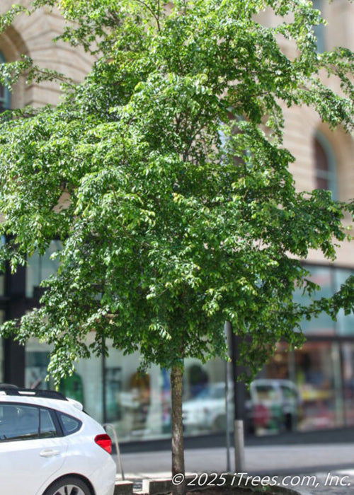A Frontier Elm grows on a city parkway seen with a canopy of lush green leaves.
