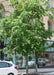 A Frontier Elm grows on a city parkway seen with a canopy of lush green leaves.