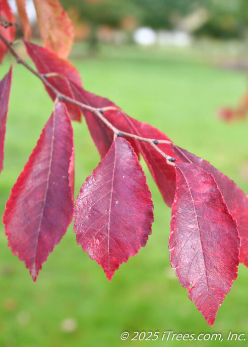 Closeup of Frontier Elm's leaves that have sharply toothed edges, yellow veins and a vibrant reddish-purple hue.