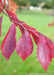 Closeup of Frontier Elm's leaves that have sharply toothed edges, yellow veins and a vibrant reddish-purple hue.