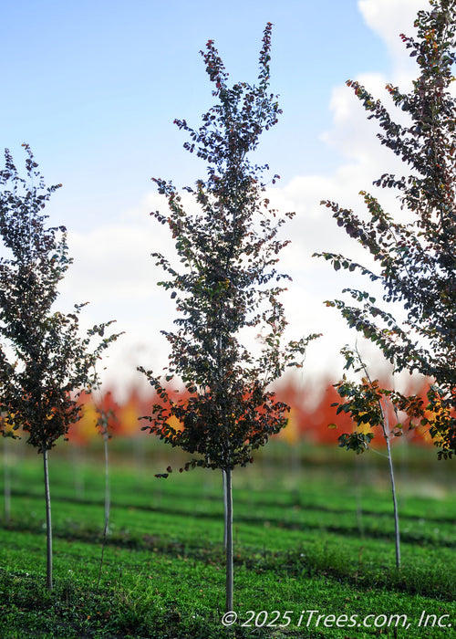 Frontier Elm grows in the nursery seen with its upright narrow form that it has in its youth.