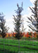 Frontier Elm grows in the nursery seen with its upright narrow form that it has in its youth.