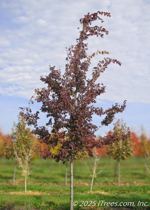 Frontier Elm grows in the nursery seen with its deep burgundy fall color and its upright narrow form that it has in its youth.