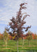 Frontier Elm grows in the nursery seen with its deep burgundy fall color and its upright narrow form that it has in its youth.