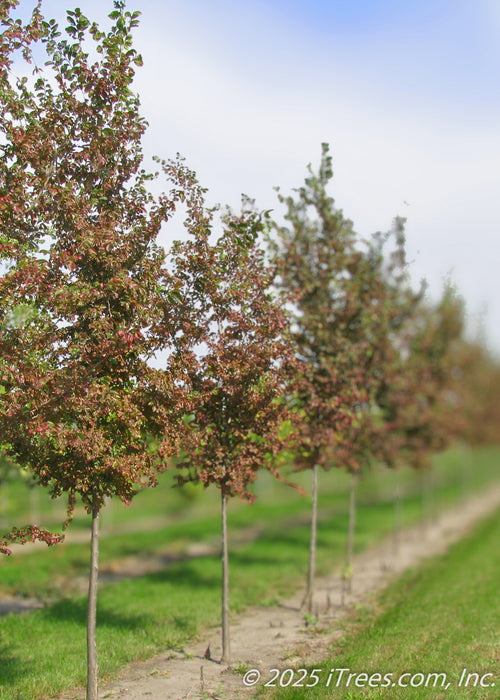 A row of Frontier Elm grows in the nursery seen with changing fall color and its upright narrow form that it has in its youth.