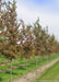 A row of Frontier Elm grows in the nursery seen with changing fall color and its upright narrow form that it has in its youth.