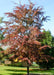 A maturing Frontier Elm seen with it's bold reddish-purple fall color and long upward stretching branches.