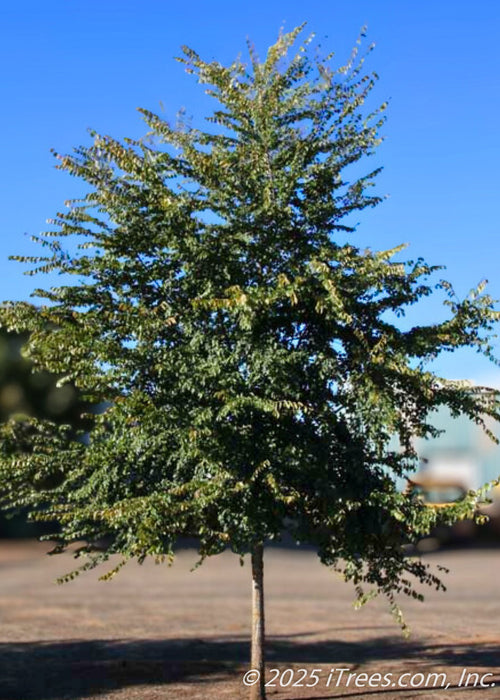 Frontier Elm in summer with a lush green canopy.