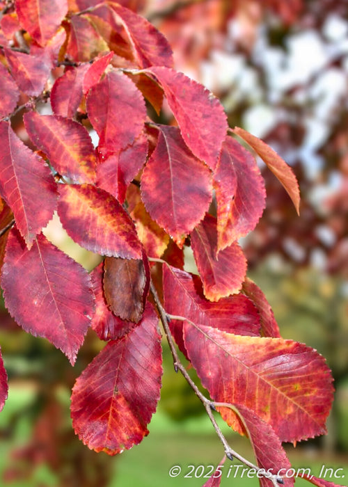 Closeup of Frontier Elm's leaves that have sharply toothed edges, yellow veins and a vibrant reddish-purple hue.