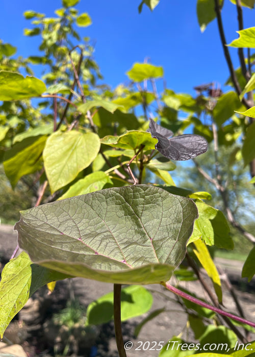 Closeup of purple leaves changing to green in late August. 