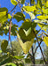 Closeup of green Purple Catalpa leaves and long pods in late August. 