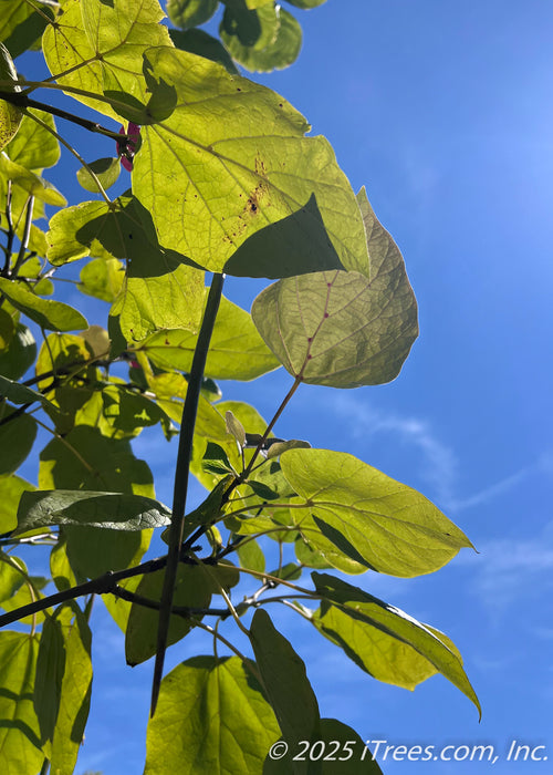 Closeup of underside of green Purple Catalpa leaves and log pods in late August. 