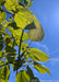Closeup of underside of green Purple Catalpa leaves and log pods in late August. 