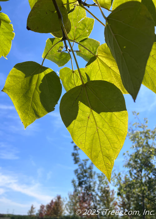 Closeup of underside of green Purple Catalpa leaves in late August. 