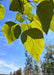 Closeup of underside of green Purple Catalpa leaves in late August. 