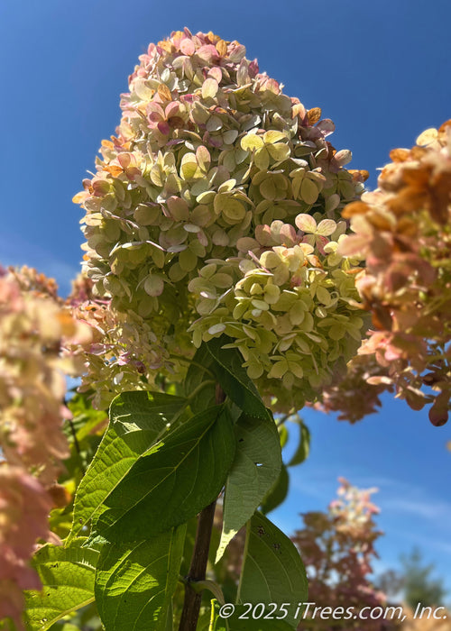 Closeup of large football shaped cone of flowers in late summer, changing from crisp white to a blush pink to fawn brown for fall. 