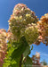 Closeup of large football shaped cone of flowers in late summer, changing from crisp white to a blush pink to fawn brown for fall. 