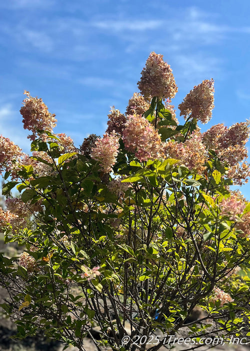 Closeup of the top of the tree's canopy showing large football shaped panicles of flowers topping the tree in late summer, changing from crisp white to a blush pink to fawn brown for fall. 