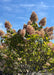 Closeup of the top of the tree's canopy showing large football shaped panicles of flowers topping the tree in late summer, changing from crisp white to a blush pink to fawn brown for fall. 