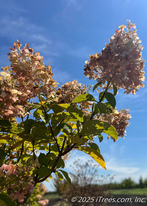 Closeup of outer canopy branching showing large football shaped panicle of flowers topping the tree in late summer, changing from crisp white to a blush pink to fawn brown for fall. 