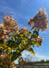 Closeup of outer canopy branching showing large football shaped panicle of flowers topping the tree in late summer, changing from crisp white to a blush pink to fawn brown for fall. 
