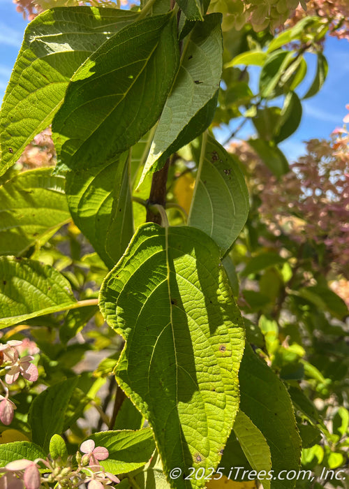 Closeup of large light green leaves in late summer. 