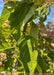 Closeup of large light green leaves in late summer. 