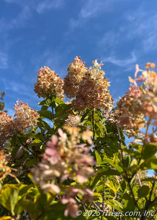 Closeup of the top of the tree's canopy showing large football shaped cone of flowers topping the tree in late summer, changing from crisp white to a blush pink to fawn brown for fall. 