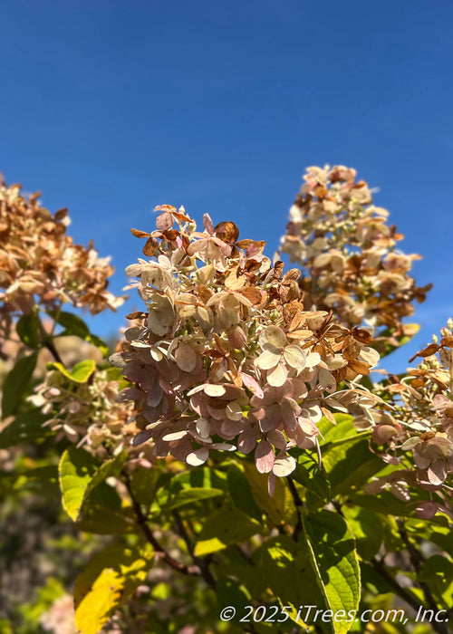 Closeup of large football shaped cone of flowers in late summer, changing from crisp white to a blush pink to fawn brown for fall. 