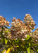 Closeup of large football shaped cone of flowers in late summer, changing from crisp white to a blush pink to fawn brown for fall. 